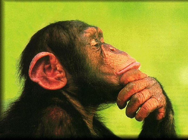 http://www.tonybates.ca/wp-content/uploads/Monkey-thoughtful.jpg
