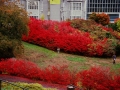 Fall at UBC