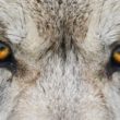 Woolf University: the Airbnb of higher education or a sheep in wolf’s clothing?
